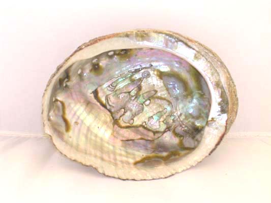 Abalone Shell 5 - 6 inches