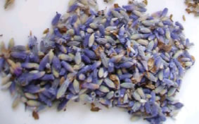 organic lavender flowers