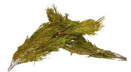 Flat Cedar For Native American Smudging